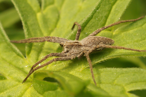 European Nursery Web spider