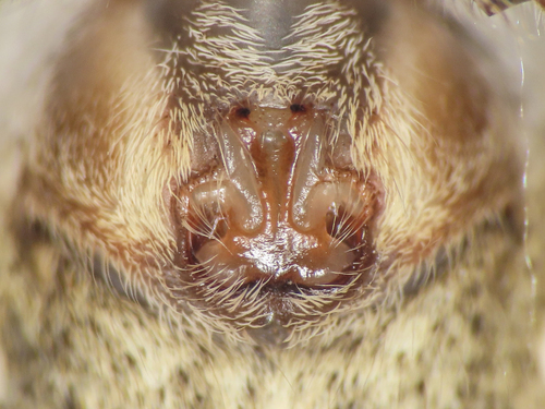 European Nursery Web spider