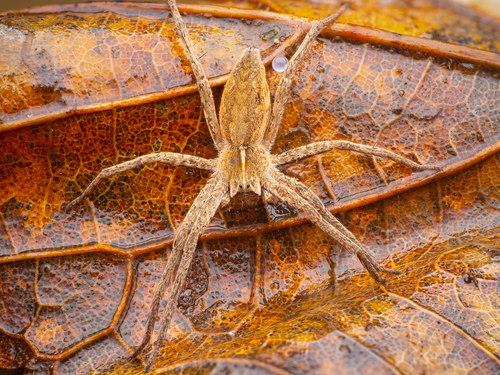European Nursery Web spider