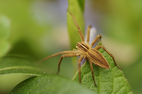 European Nursery Web spider