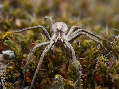 European Nursery Web spider