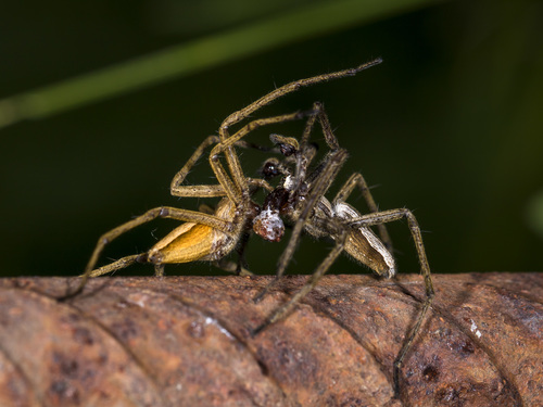European Nursery Web spider