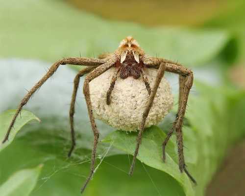 European Nursery Web spider