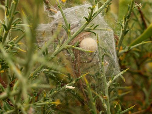 European Nursery Web spider