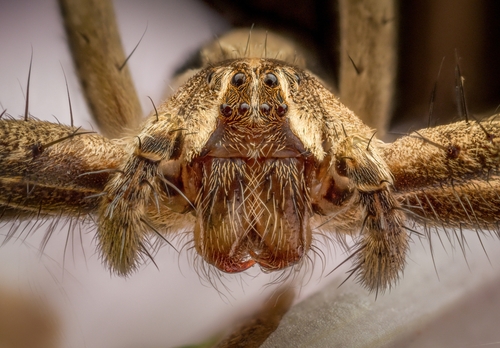 European Nursery Web spider