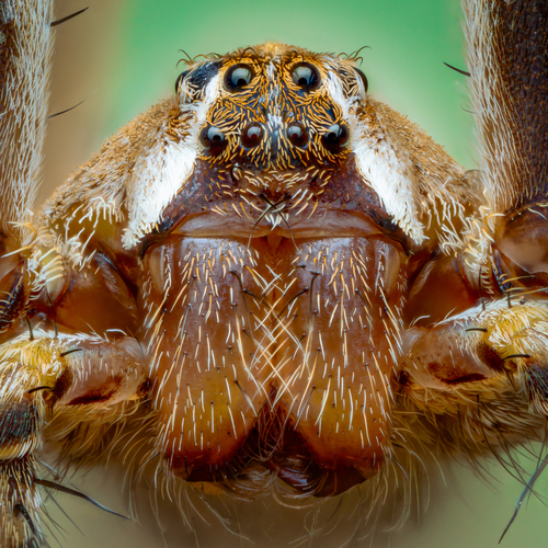 European Nursery Web spider