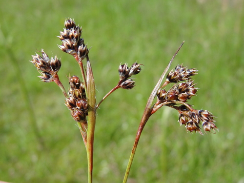 Field woodrush