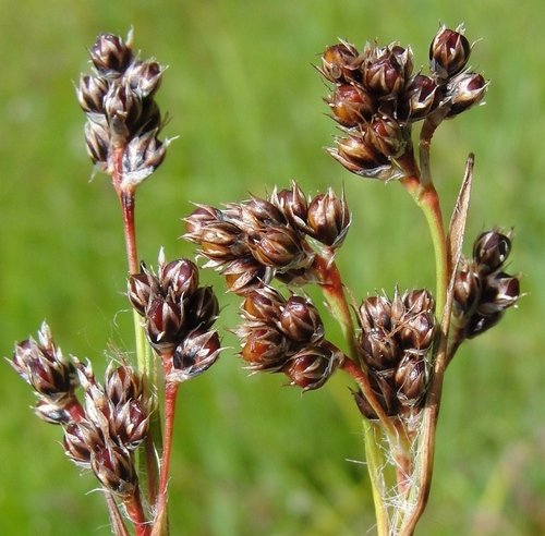 Field woodrush