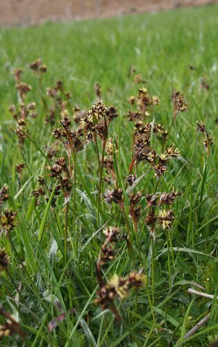 Field woodrush