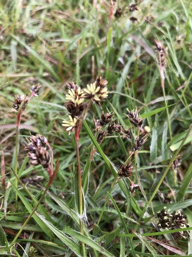 Field woodrush