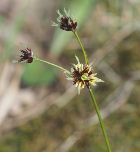 Field woodrush