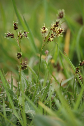 Field woodrush