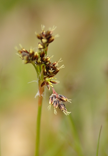 Field woodrush