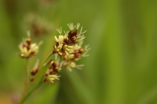 Field woodrush