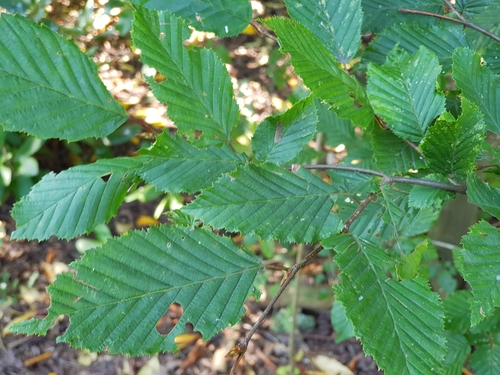 European Hornbeam