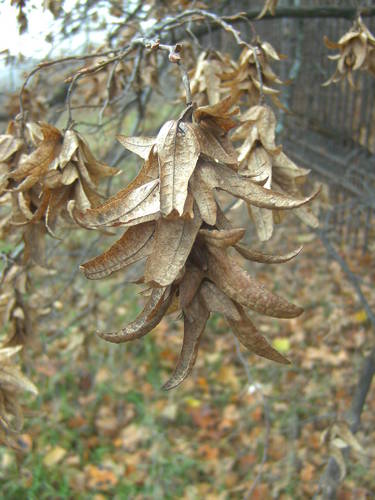 European Hornbeam
