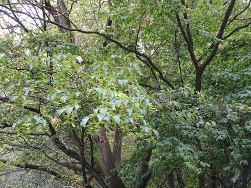 European Hornbeam
