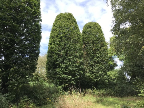 European Hornbeam