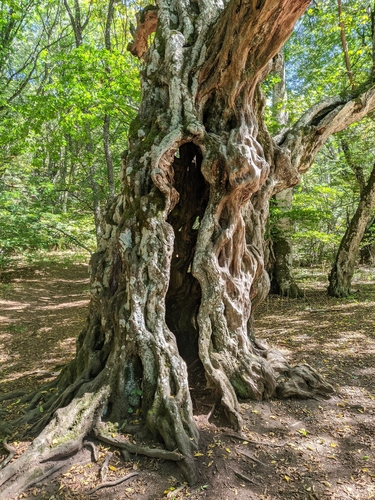 European Hornbeam