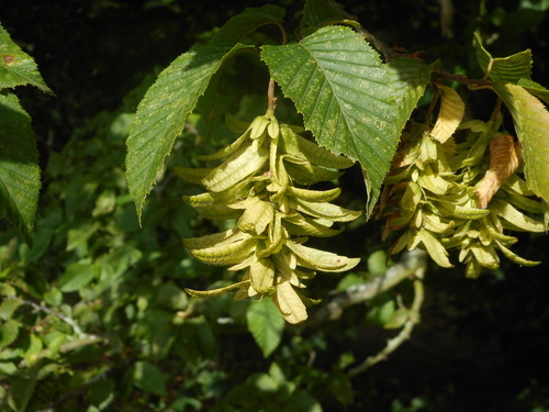 European Hornbeam