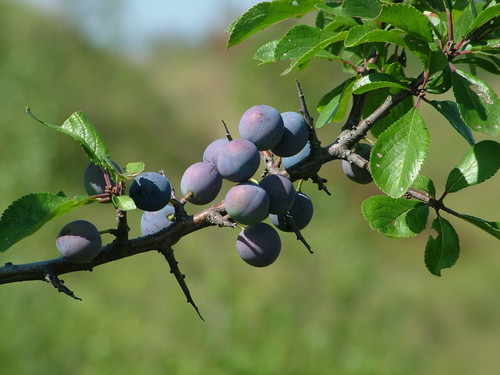 Blackthorn
