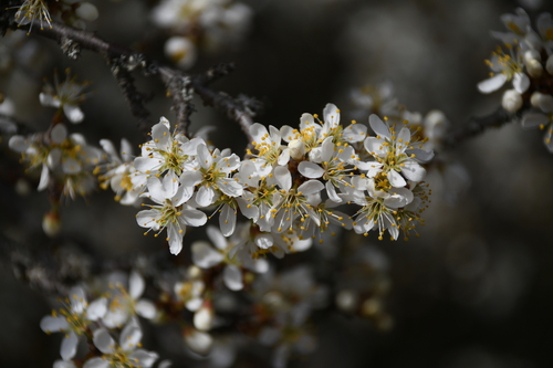 Blackthorn