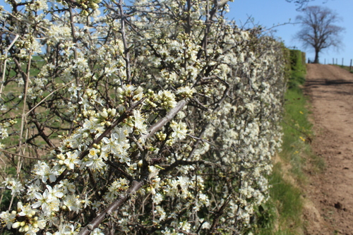 Blackthorn