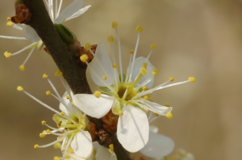 Blackthorn