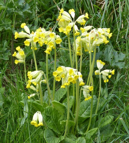 Cowslip
