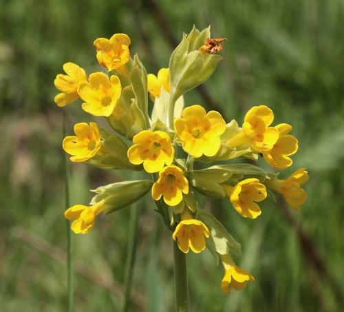 Cowslip