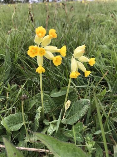 Cowslip