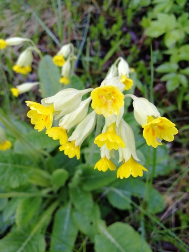 Cowslip