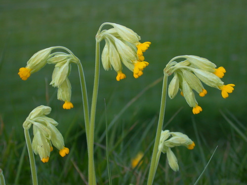 Cowslip