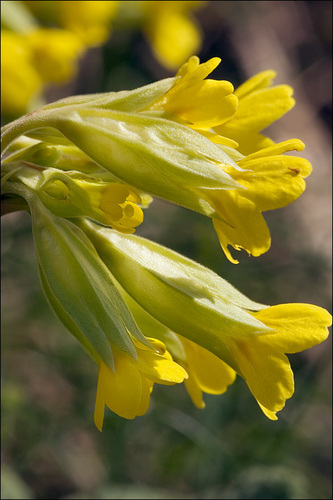 Cowslip