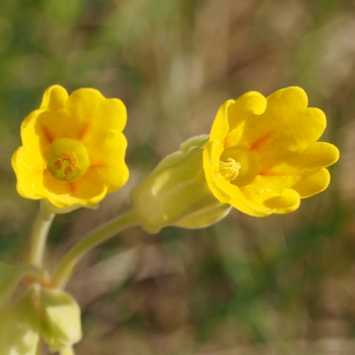 Cowslip