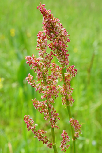 Common Sorrel