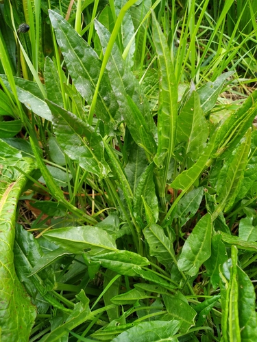 Common Sorrel