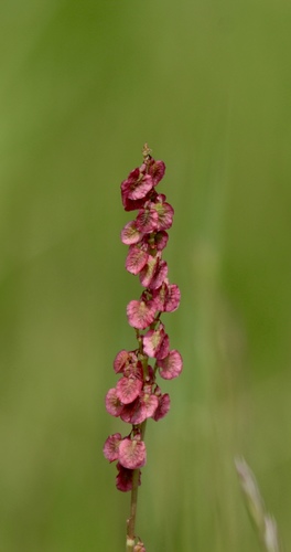Common Sorrel