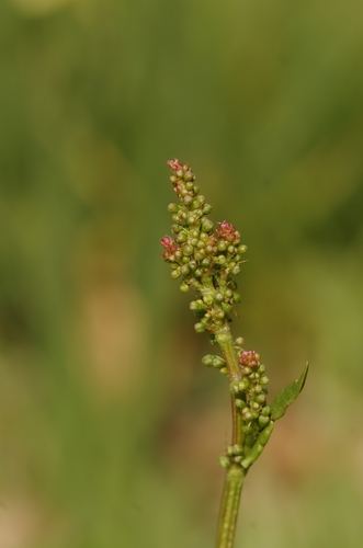 Common Sorrel
