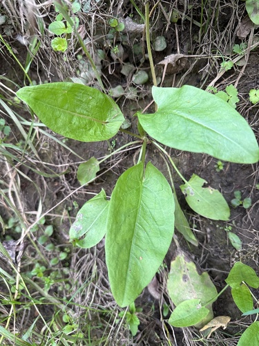 Common Sorrel