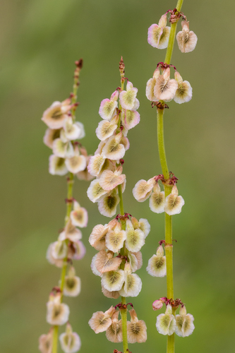 Common Sorrel