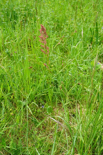 Common Sorrel