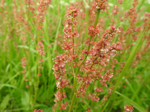 Common Sorrel