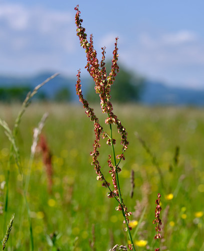 Common Sorrel