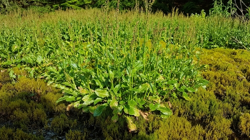 Common Sorrel