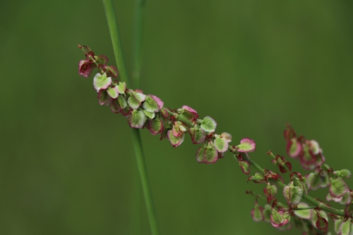 Common Sorrel