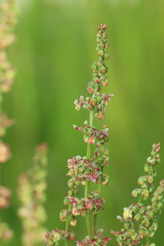 Common Sorrel