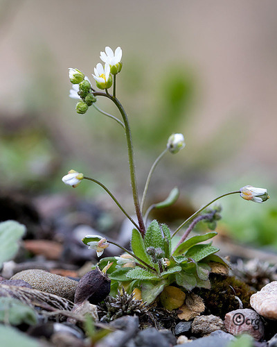 Common Whitlowgrass