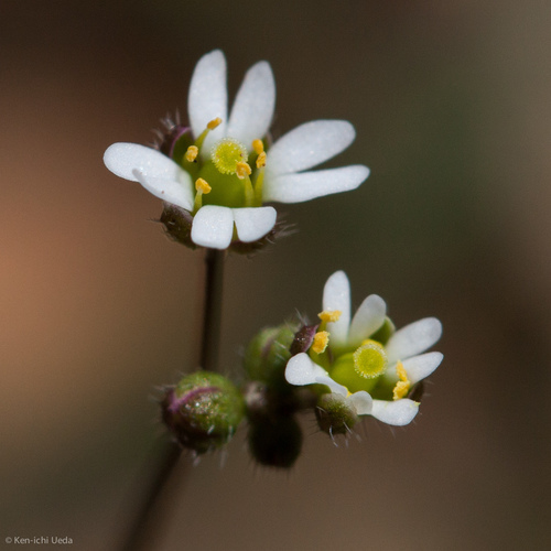 Common Whitlowgrass