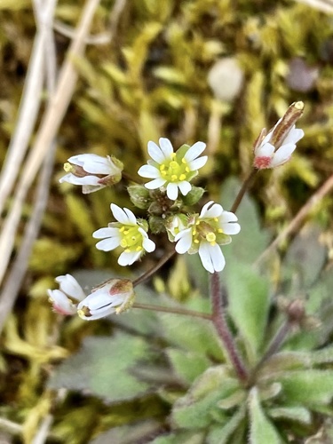 Common Whitlowgrass